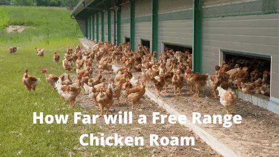 How Far will a free Range Chicken Roam