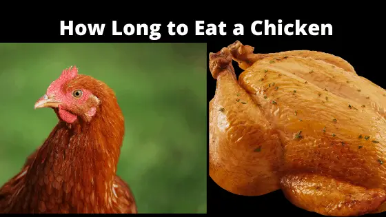 How Long to Eat a Chicken