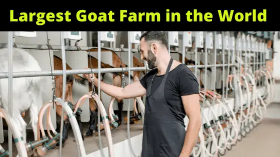 Largest Goat farm in the World