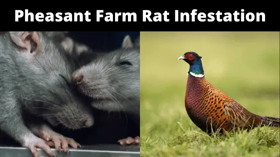 Pheasant Farm Rat Infestation