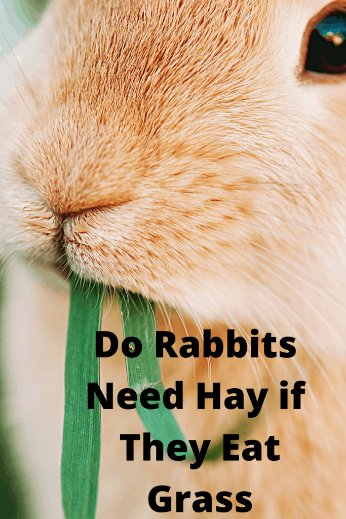 Do Rabbits Need Hay if They Eat Grass? Farm Animal report