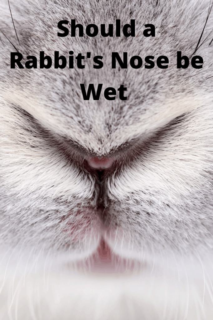 Should My Rabbit have a Wet Nose or Is He Sick **WET/DRY** Farm