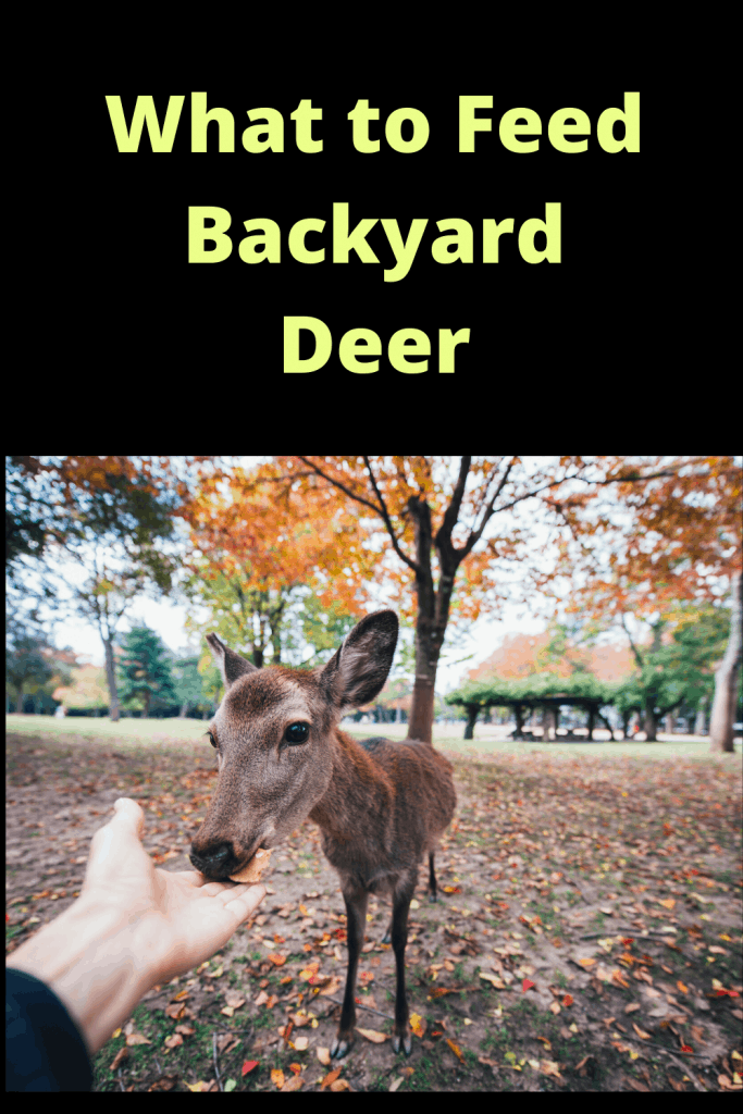 What to feed Deer in Back Yard (WATCH VIDEO) Farm Animal Report