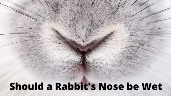 Should a Rabbit's Nose be Wet