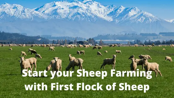 Start your Sheep Farming with First Flock of Sheep