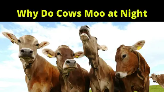 Why Cows Moo at Night
