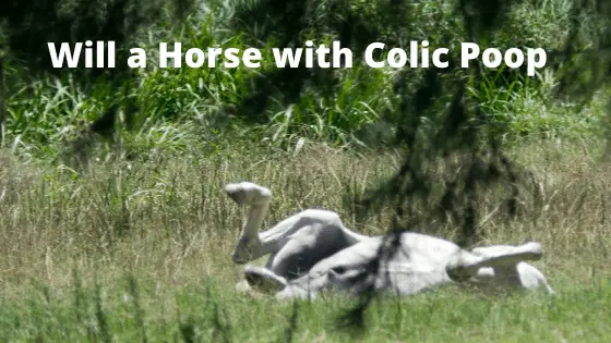 Will a Horse with Colic Poop