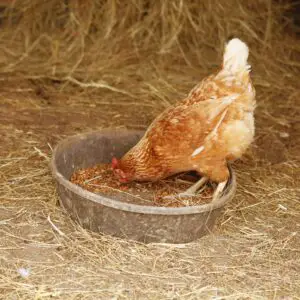 Chicken Layer Feed