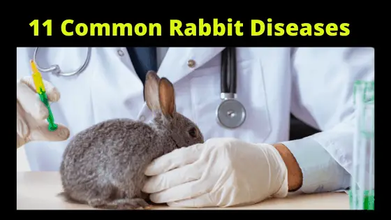 11 Common Rabbit Diseases