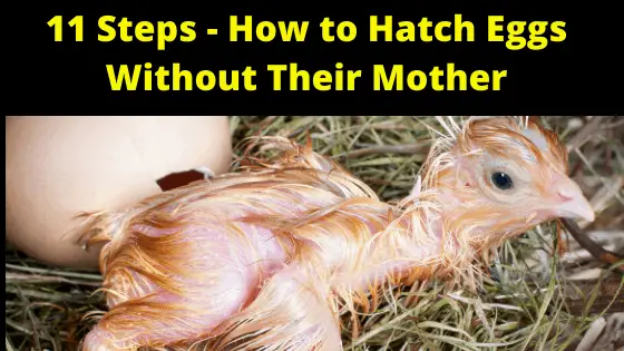 11 Steps - How to Hatch Eggs Without Their Mother