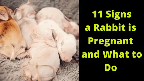11 signs a rabbit is pregnant and what to do (1)