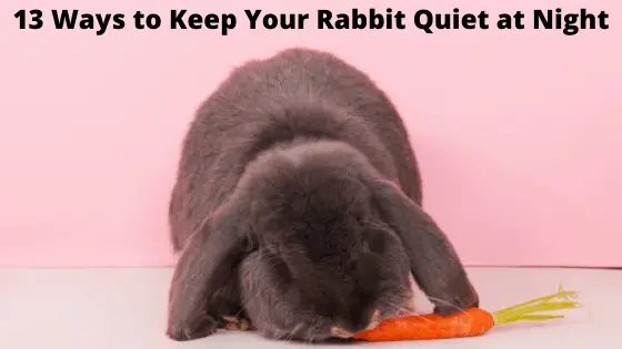 13 Ways to Keep Your Rabbit Quiet at Night