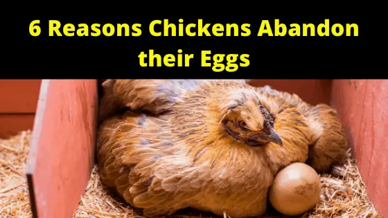 6 Reasons Chickens Abandon their Eggs