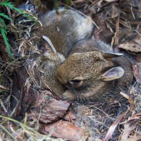 Baby Rabbit Weaning Nesting