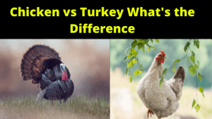 Chickens vs Turkey What's the Difference Anyway - Farm Animal report