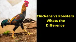 roosters hen chicken farmanimalreport