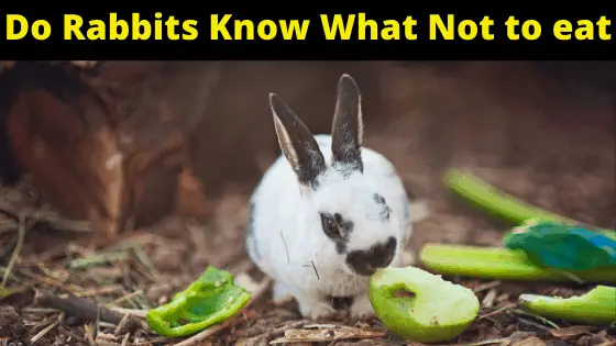 Do Rabbits Know What Not to eat