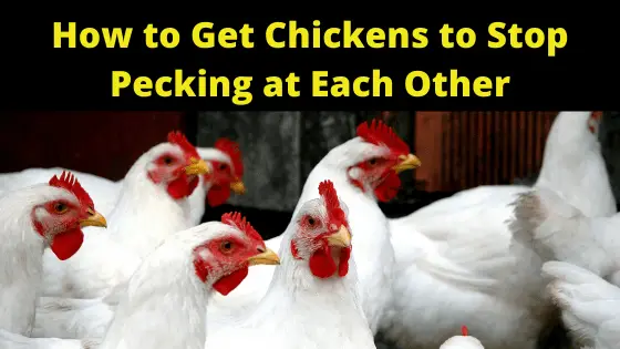 How to Get Chickens to Stop Pecking at Each Other