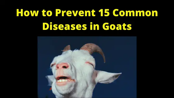 How to Prevent 15 Common Diseases in Goats