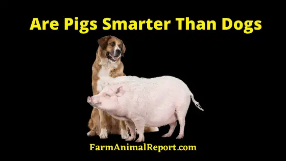 Pigs smarter than dogs