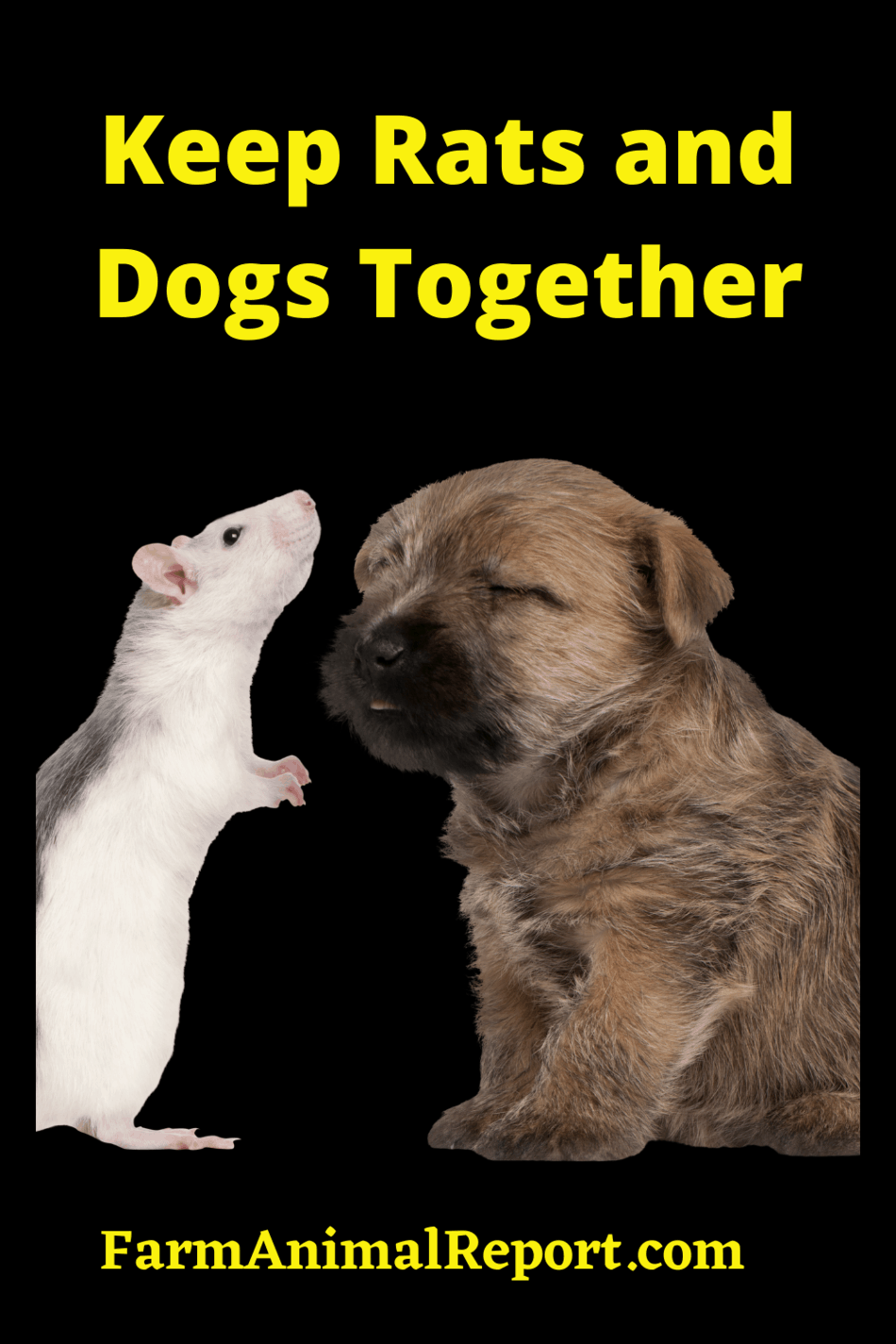 How To Keep Rats and Dogs Together A Safety Guide Farm Animal report
