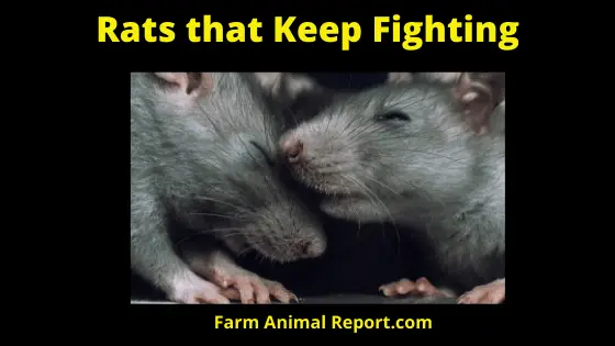 Rats that Keep Fighting