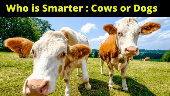 Are Cows Smarter than Dogs