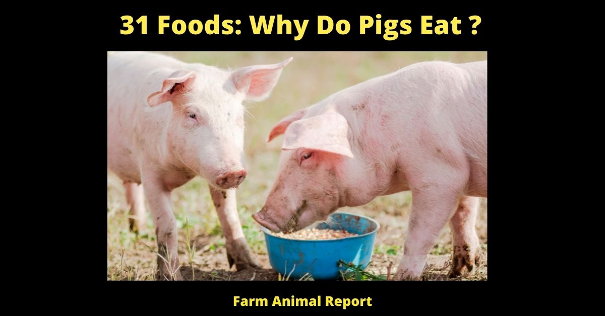 31 Foods: Why Do Pigs Eat 