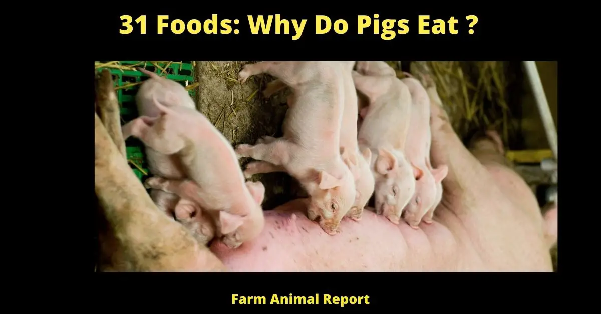 31 Foods: Why Do Pigs Eat 