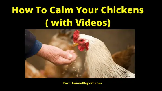 Calm Your Chickens