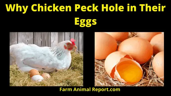 Why Chickens Peck Holes in Their Eggs