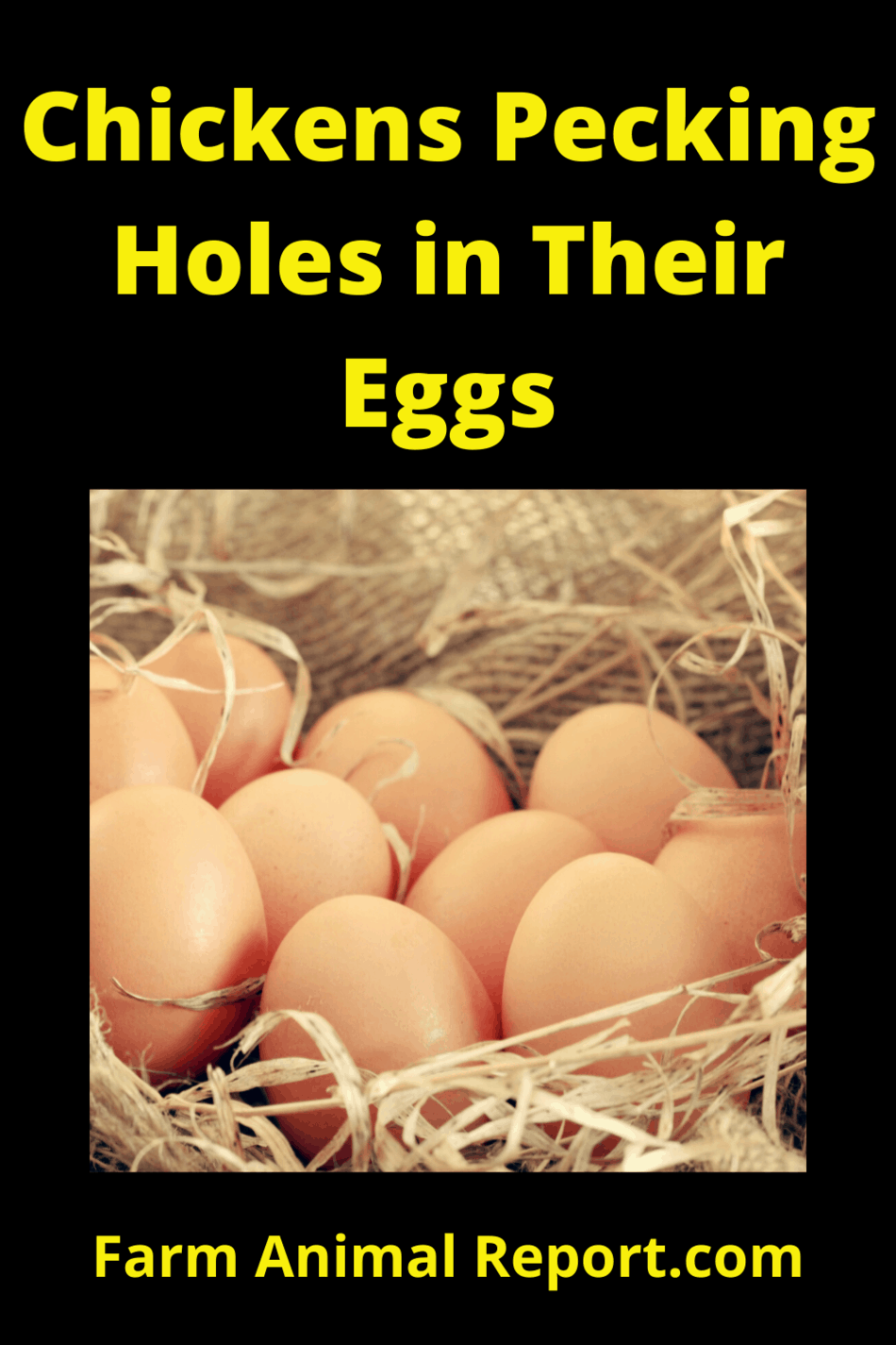 Why do Chickens Peck Their Eggs