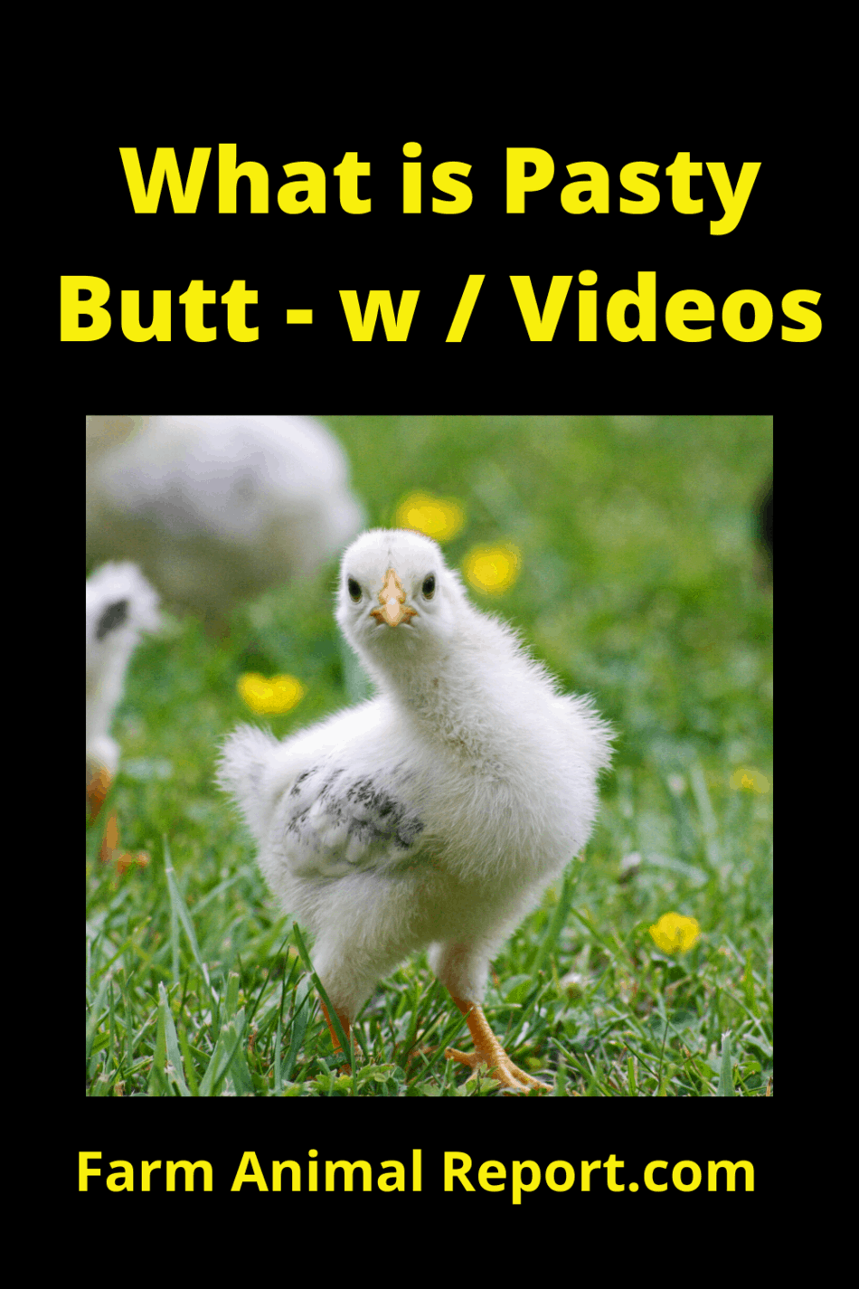 Why Chickens Feces Stained Their Vent Feathers – Videos