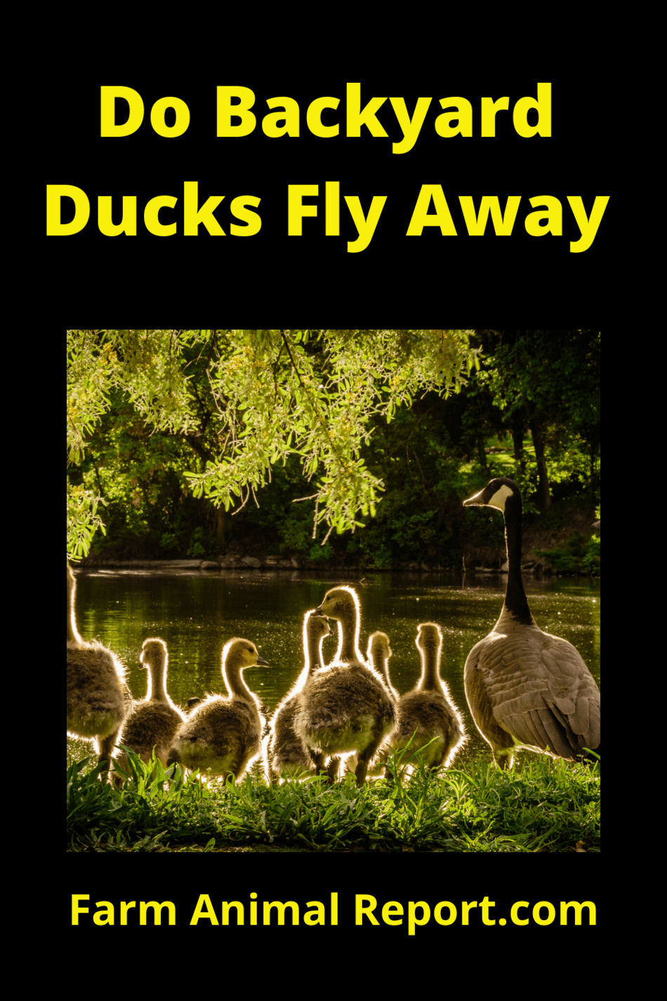 Do Backyard Ducks Fly away