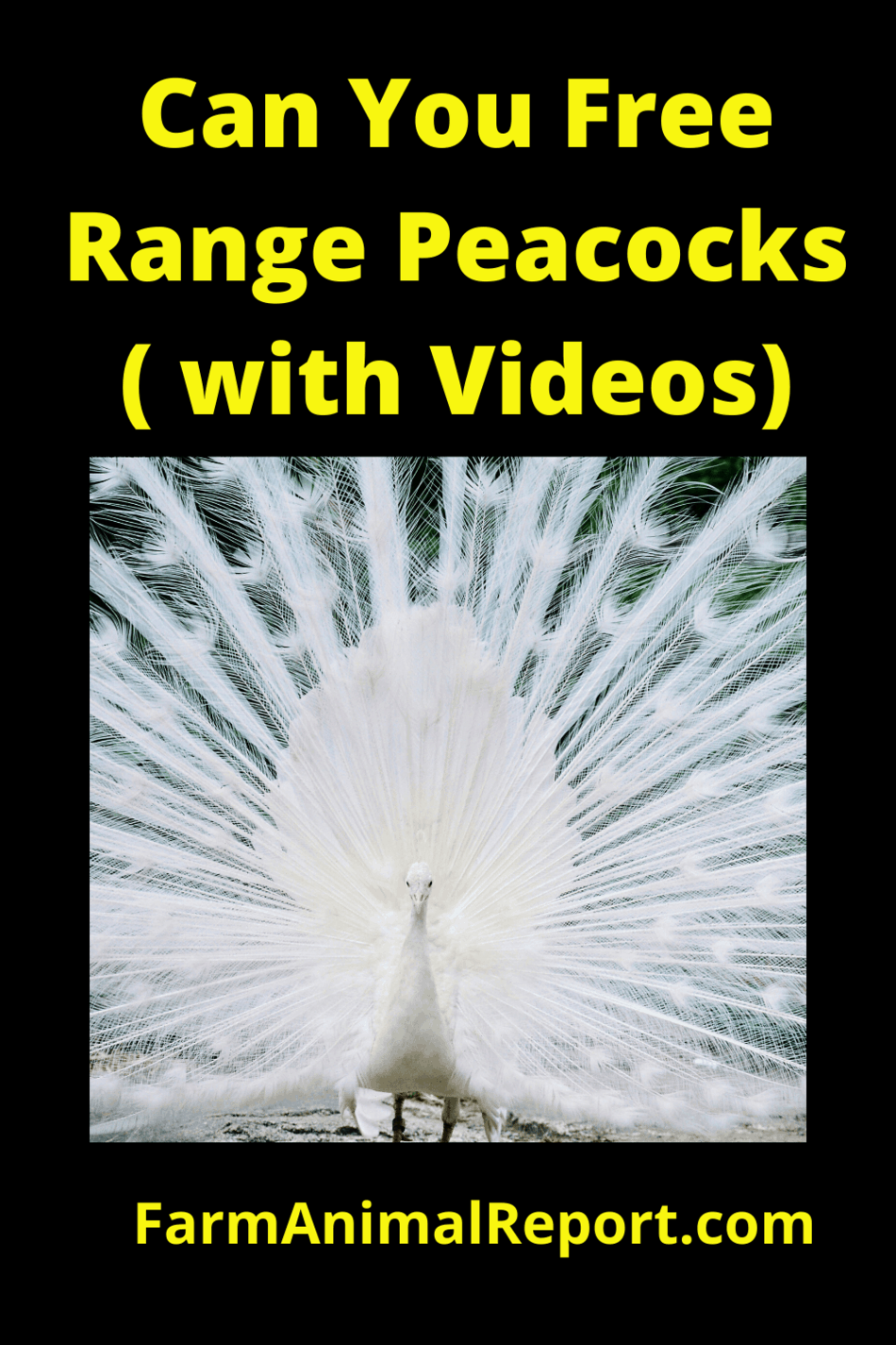 Free Range Peacocks (with Videos)