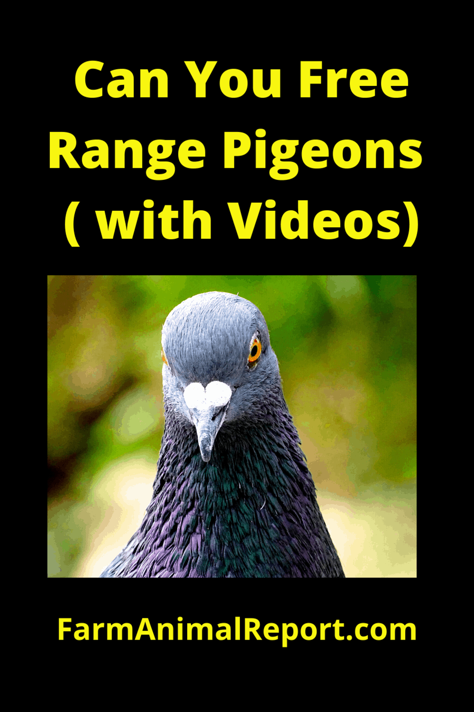 Can You Free Range Pigeons – (with Videos)