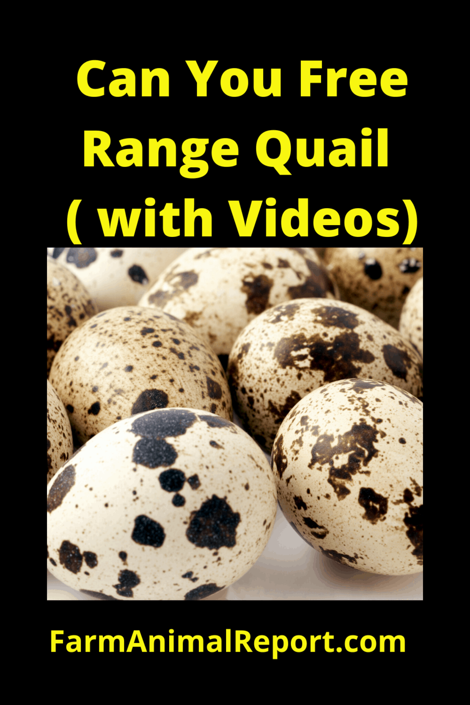 Free Range Quail (With Videos)