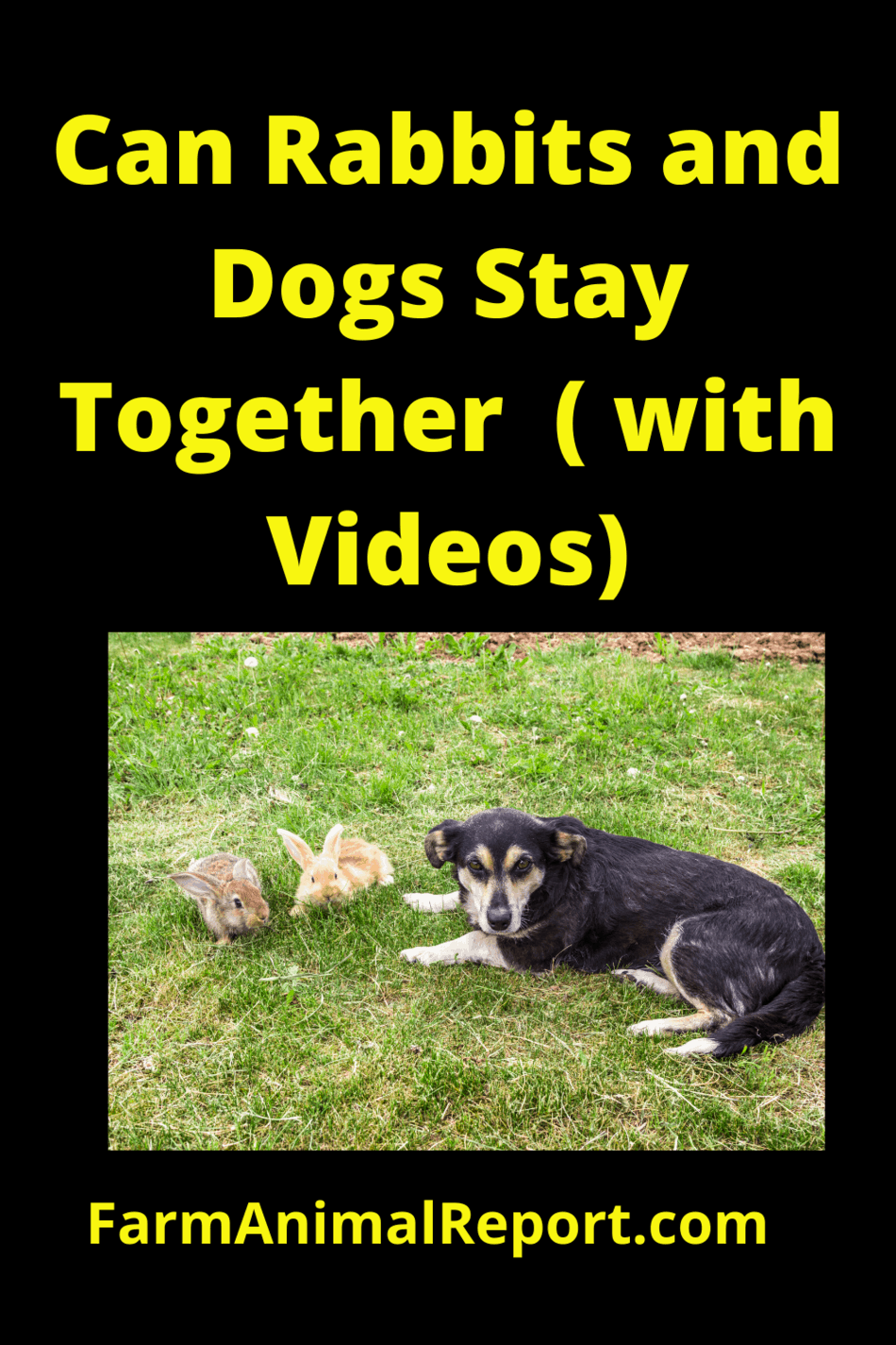 Can Rabbits and Dogs stay together