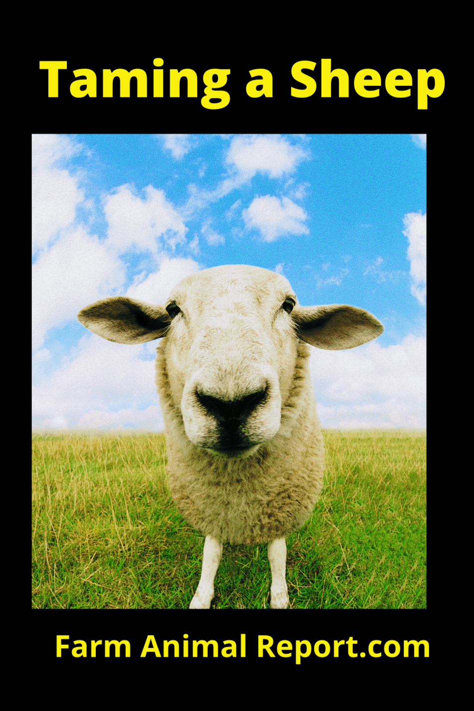 11 Tips on Taming a Sheep