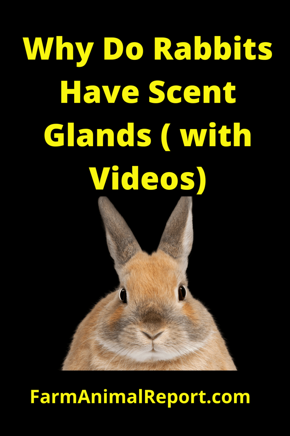 Why Do Rabbits Have Scent Glands under their Chins