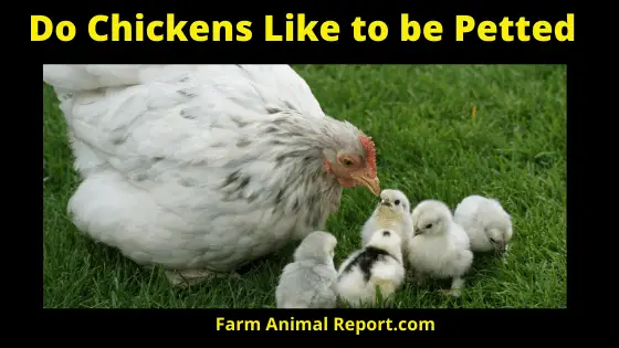 Do Chickens Like to be Petted