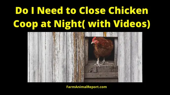 Do I Need To Close Chicken Coop at night