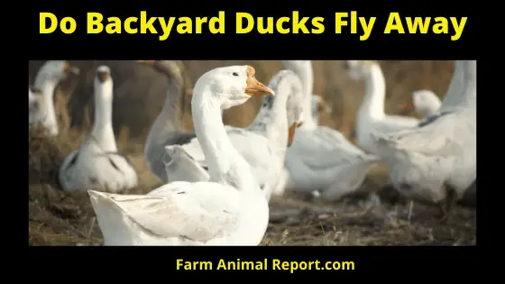 Do Backyard Ducks Fly Away