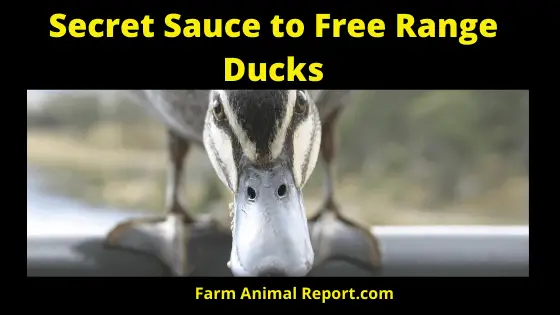 Free Range Duck Homesteading