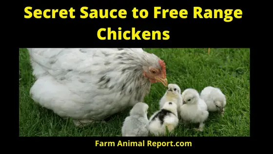 Secret Sauce Free Range Chicken