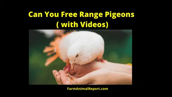 Can You Free Range Pigeons