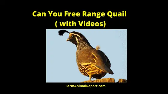 Free Range Quail