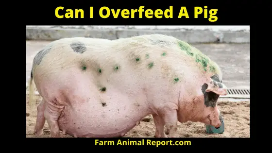 Can You Overfeed a Pig