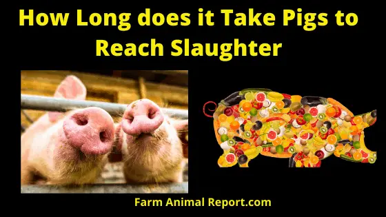 How How Long does it Take Pigs to Reach SlaughterLong Does it take