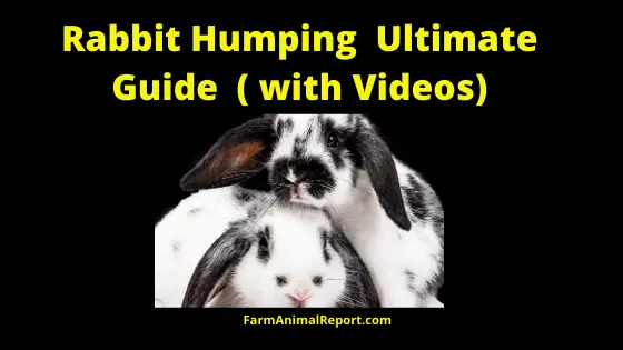 Rabbit Humping with Videos neutered male rabbit still mounting rabbit humping rabbit hump rabbit sexually active female rabbit behaviour after spaying male rabbit behaviour after neutering rabbit behavior after neutering male rabbit after neutering